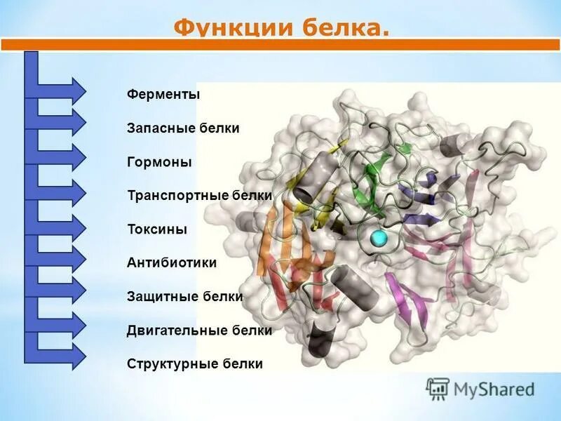 В состав входят транспортные белки