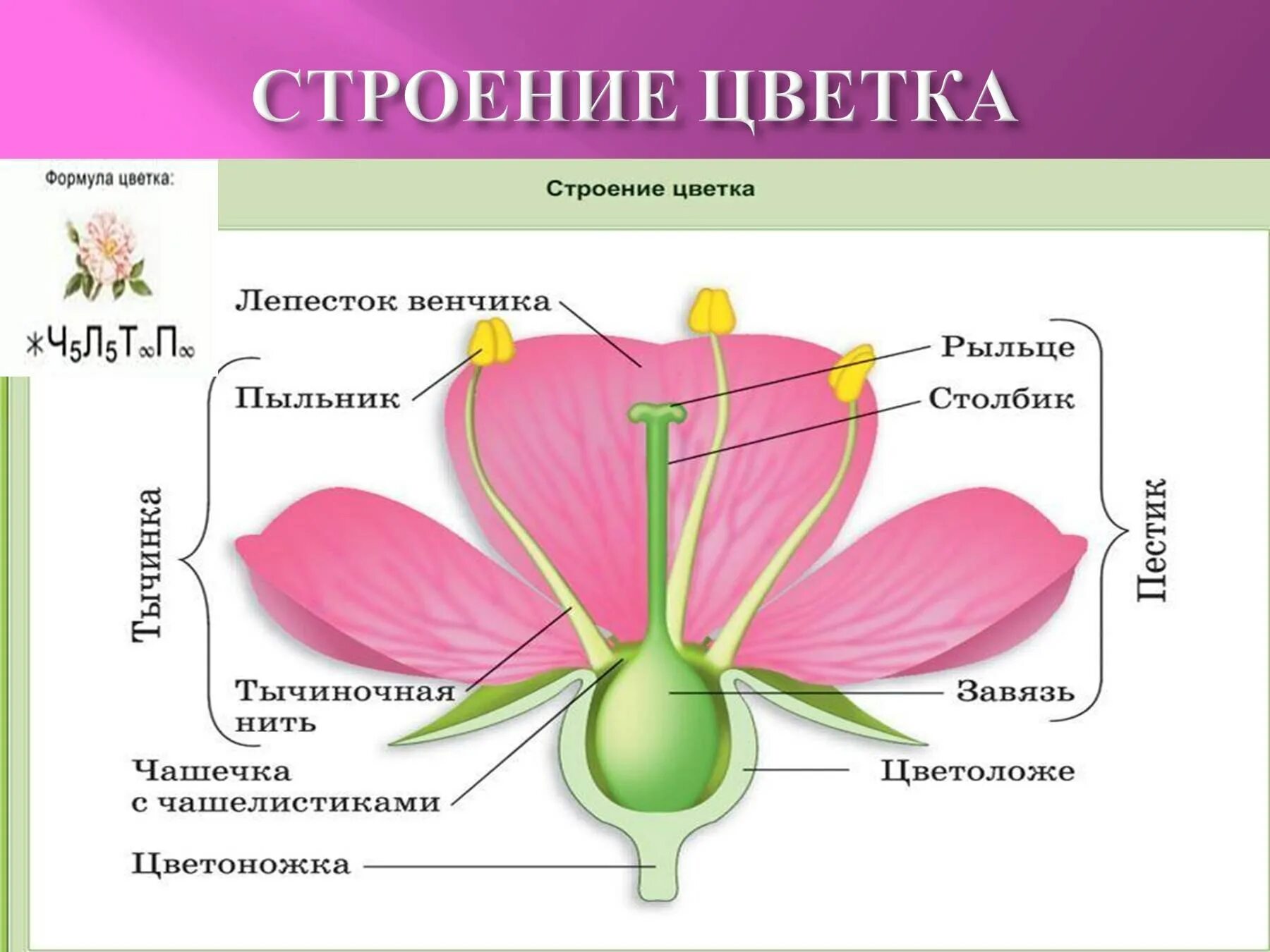 Строение растений семейства розоцветных. Семейство Розоцветные строение цветка. Чашелистики пестик тычинки венчик. Строение цветка покрытосеменных.