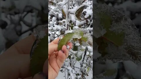 Лф ледяной дождь