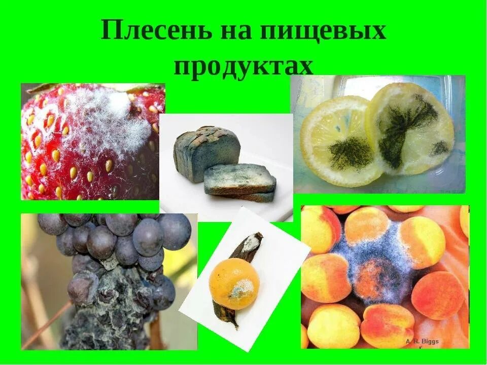 Названия плесени. Плесневые грибы. плесень на пищевых продуктах. виды плесени. плесневые грибы на продуктах.