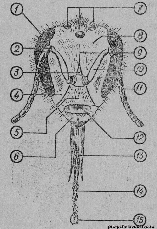 Строение головы пчелы. Строение головы осы. Анатомия мозга пчелы. Внешнее строение головы пчелы.