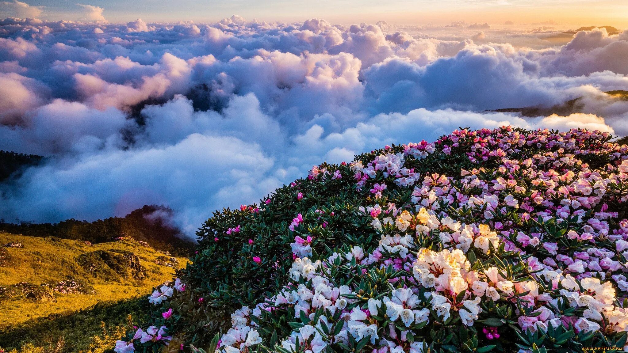 Божественно красивая картинка. Чеджудо рододендрон. Цветы в горах. Пейзаж цветы.