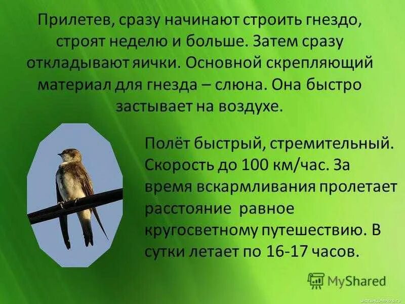 Стрижонок скрип краткий отзыв. Презентация в. Астафьев " Стрижонок скрип". Астафьев Стрижонок скрип план 4 класс. Астафьев Стрижонок скрип план. План рассказа в п Астафьева Стрижонок скрип.