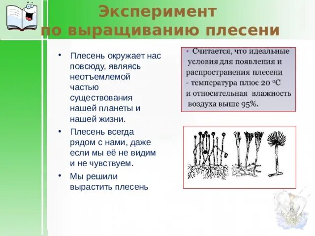 Эксперимент по выращиванию плесени. Опыт выращивания плесени. Опыт по выращиванию плесени. Эксперимент выращивание плесени. Как развести плесень