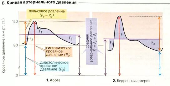 конечное диастолическое давление. систолическое диастолическое и пульсовое давление таблица.
