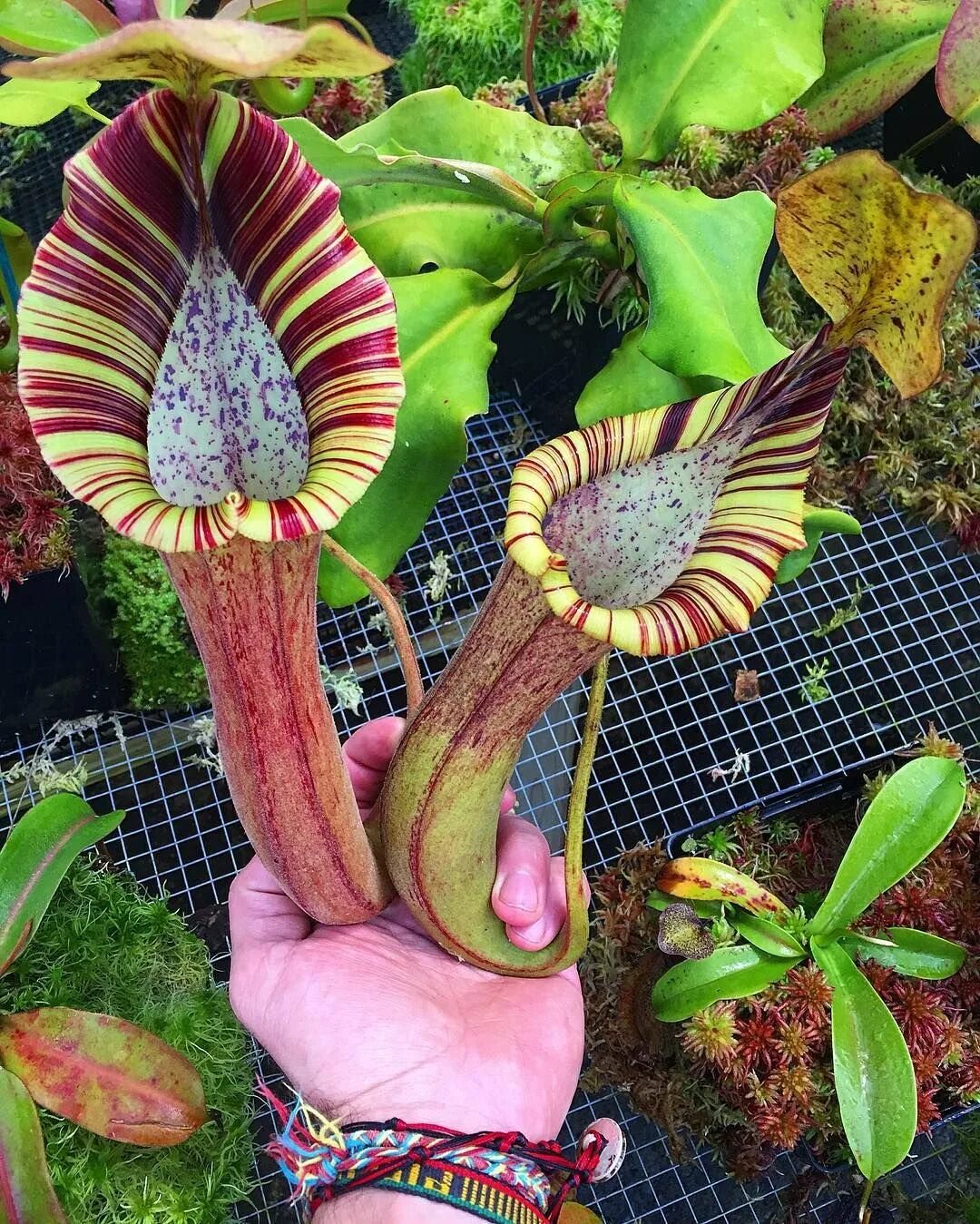 Nepenthes veitchii. Nepenthes truncata. Nepenthes mindanaoensis. Ботанический сады Перми Непентос. Заказать экзотические