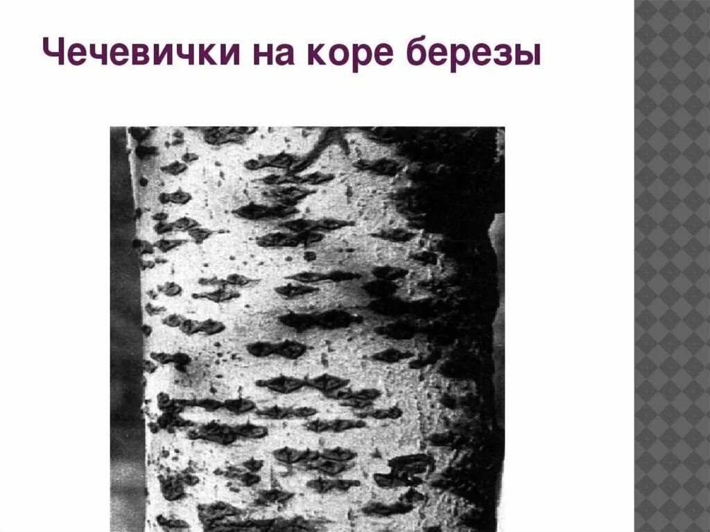 Какую функцию выполняют чечевички. Чечевички у растений. чечевички устьица на березе. чечевички коры строение. чечевички на коре.
