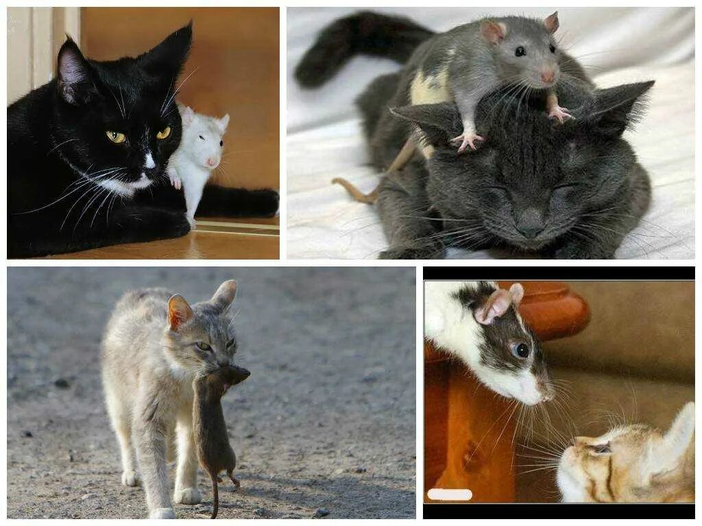 Коты едят крыс. Кот и крыса. кошки и грызуны. кошка и крыса в одном доме. кошка и крысята.