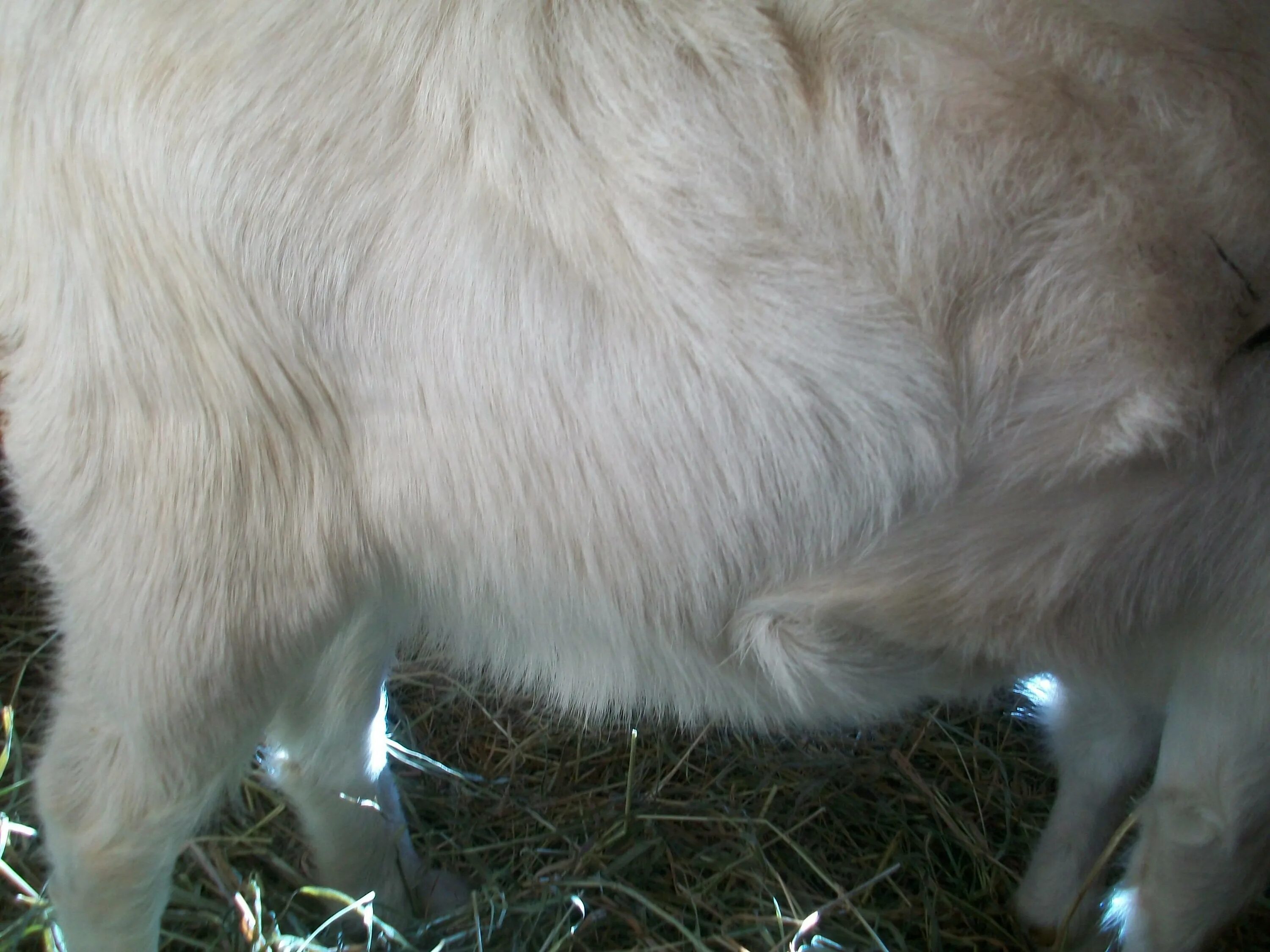 Беременность козы по месяцам. Коза беременность 4 месяца. Срок беременности козы.