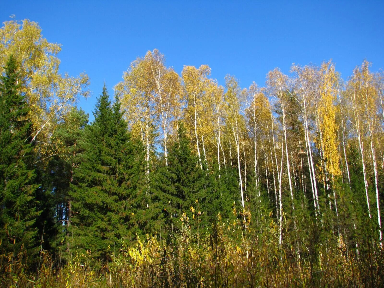 Хвойно мелколиственные леса. Березово-лиственничный лес. Берёзово-Пихтовый лес. Мелколиственные леса Западной Сибири.