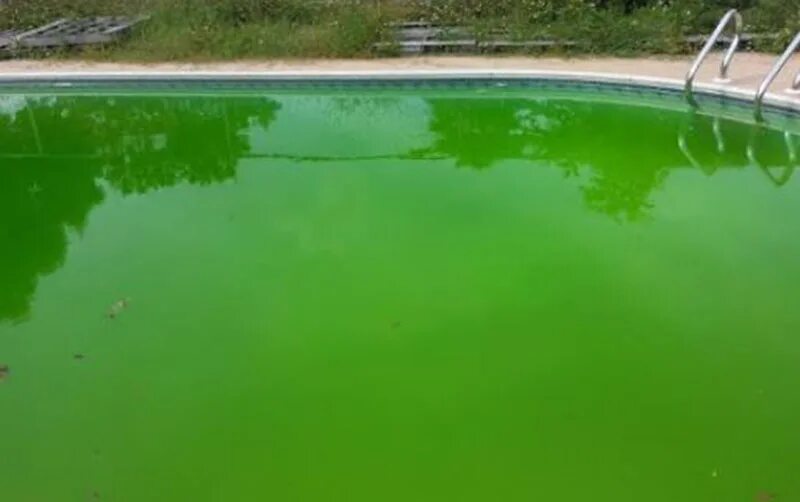 Вода в бассейне позеленела после хлорирования почему. Зеленая вода в бассейне. бассейн с зеленой водой и листьями. зеленый бассейн закрытый. прозрачная но зелёная вода в бассейне.