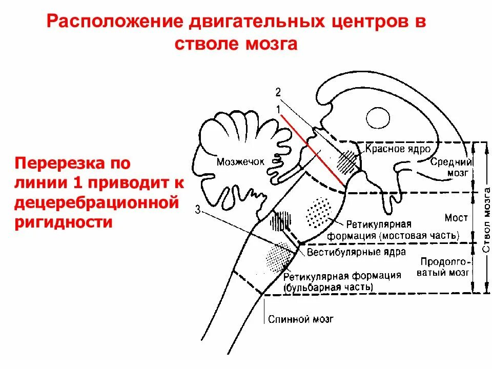 В мозжечке расположен центр. Двигательные центры ствола мозга физиология. механизм возникновения децеребрационной ригидности схема. двигательные центры продолговатого мозга. физиология ствола мозга схема.