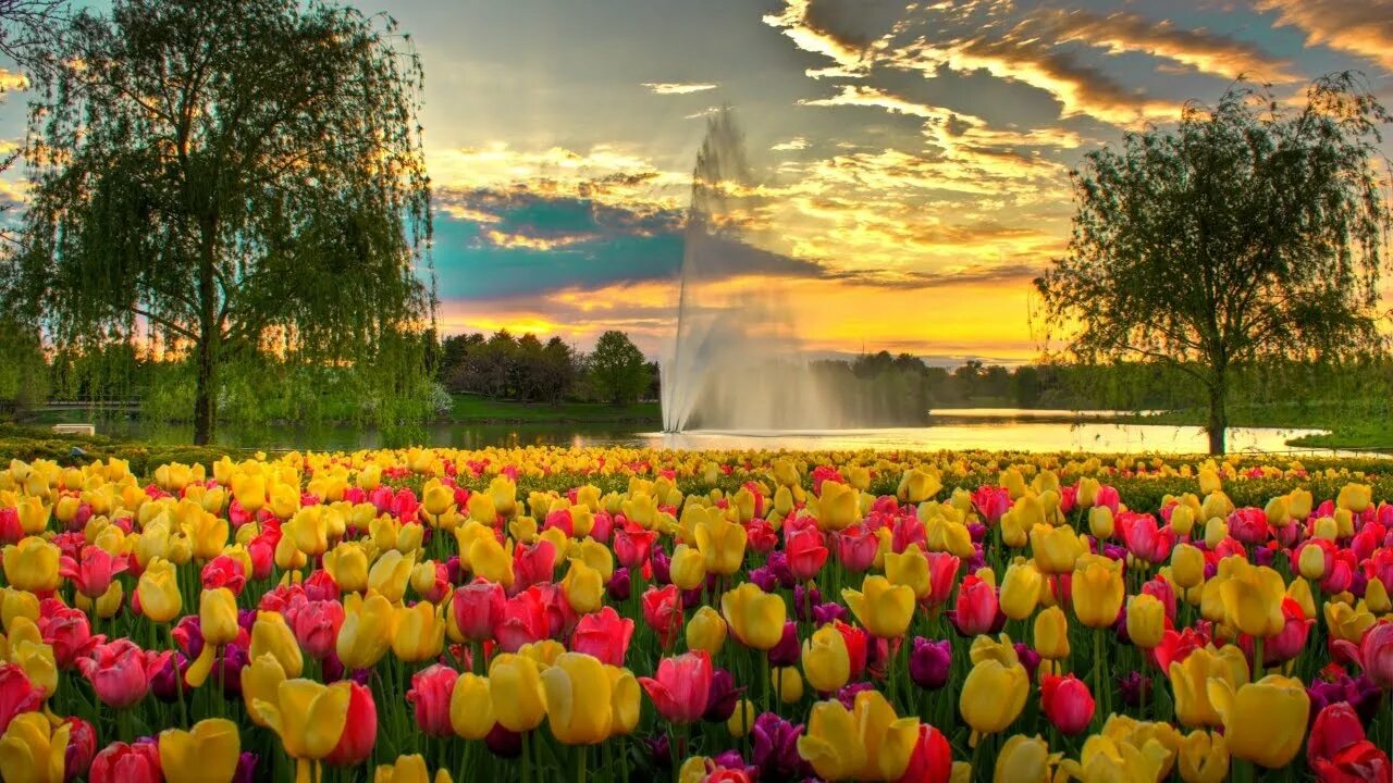 Тюльпан свит рози. Весенние цветы. Яркие тюльпаны. Весенние тюльпаны. Весной под яркими.