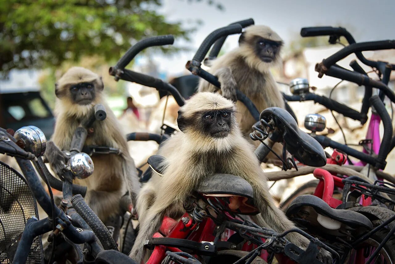 Новейшие смешные фото. Премия comedy Wildlife Photography. Веселые картинки. Прикольные фото. Чудные животные.