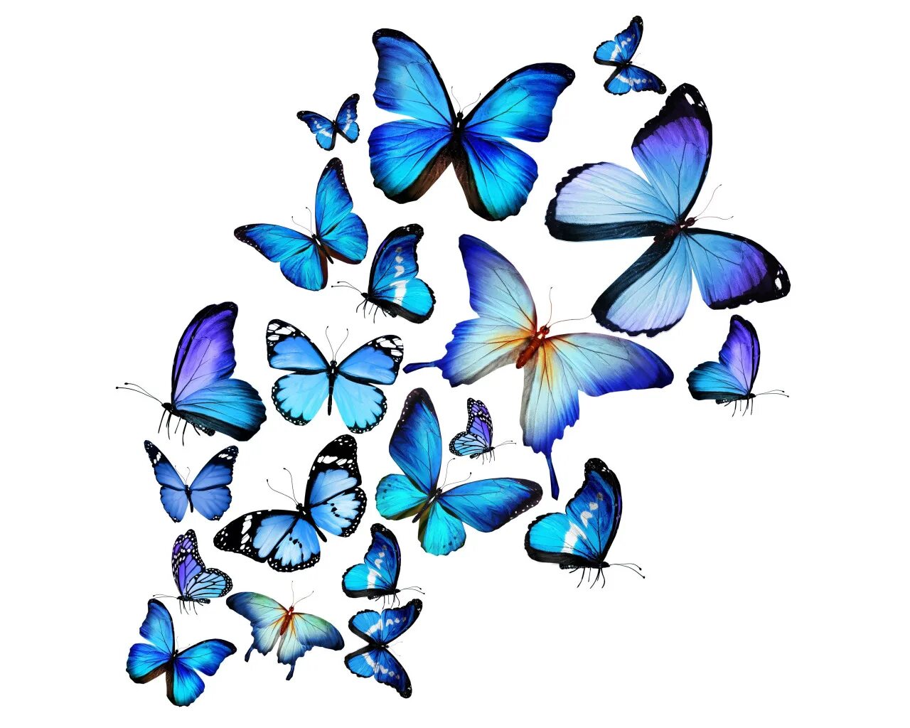 Бабочки. Бабочка рисунок. Много бабочек. Обои с бабочками. Розово голубая бабочка