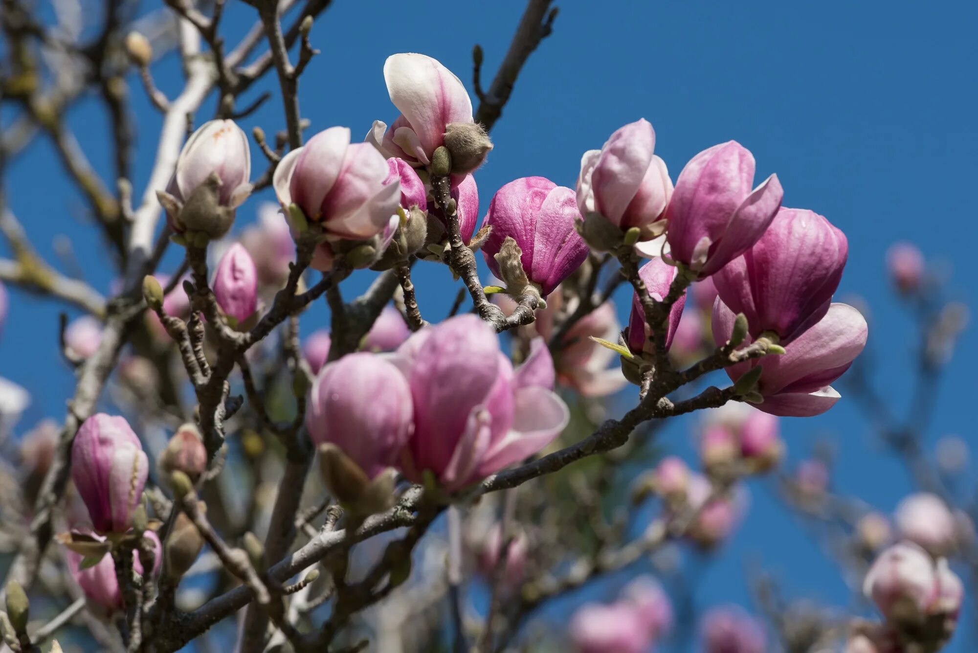 Дендрарий сочи цветение. Магнолия суланжа сочи. Куст олеандр сочи. Зацвела магнолия суланжа. Сакура в дендрарии сочи.