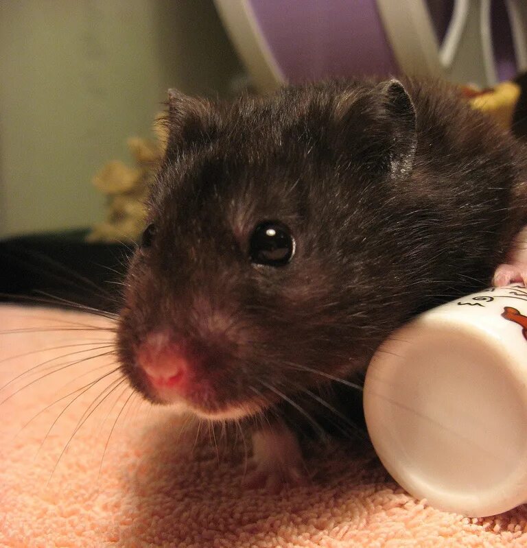 черный хомяк порода. маленькие джунгарские хомячки черные. чёрный джунгарский хомяк. джунгарский хомячок черный. джунгарский хомячок черный.