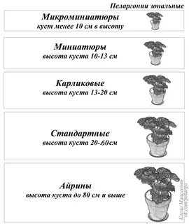Систематика герани