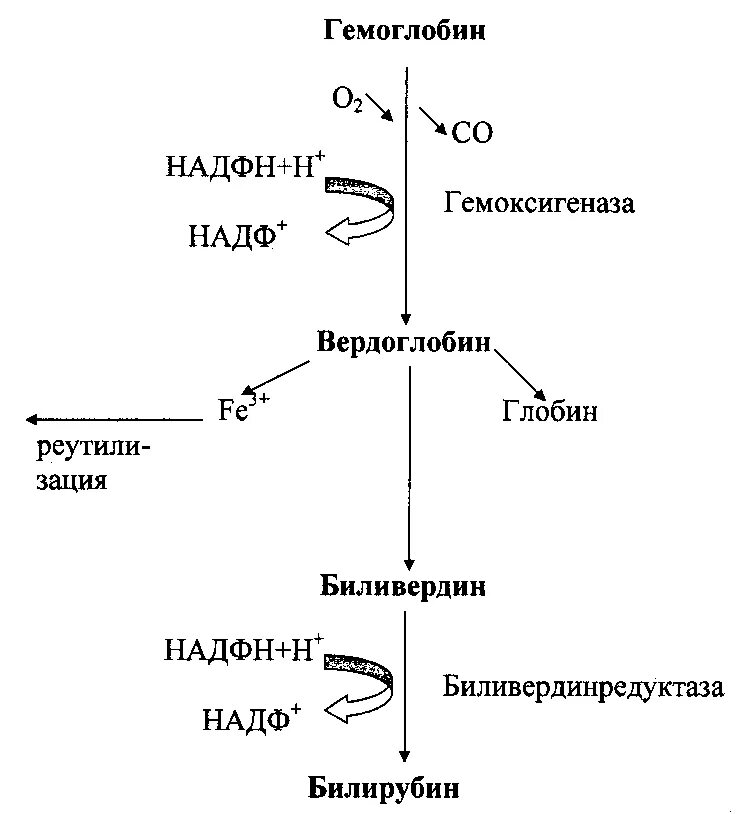 Биосинтез крови. Схема распада гемоглобина до билирубина. Схема распада гемоглобина биохимия. Схема образования билирубина биохимия. Схема катаболизма гемоглобина.