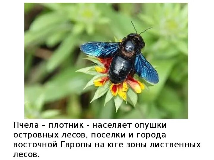 Красно плотник. Пчела плотник красная книга. пчела плотник занесена в красную книгу. пчела-плотник обыкновенная. пчела красная книга.