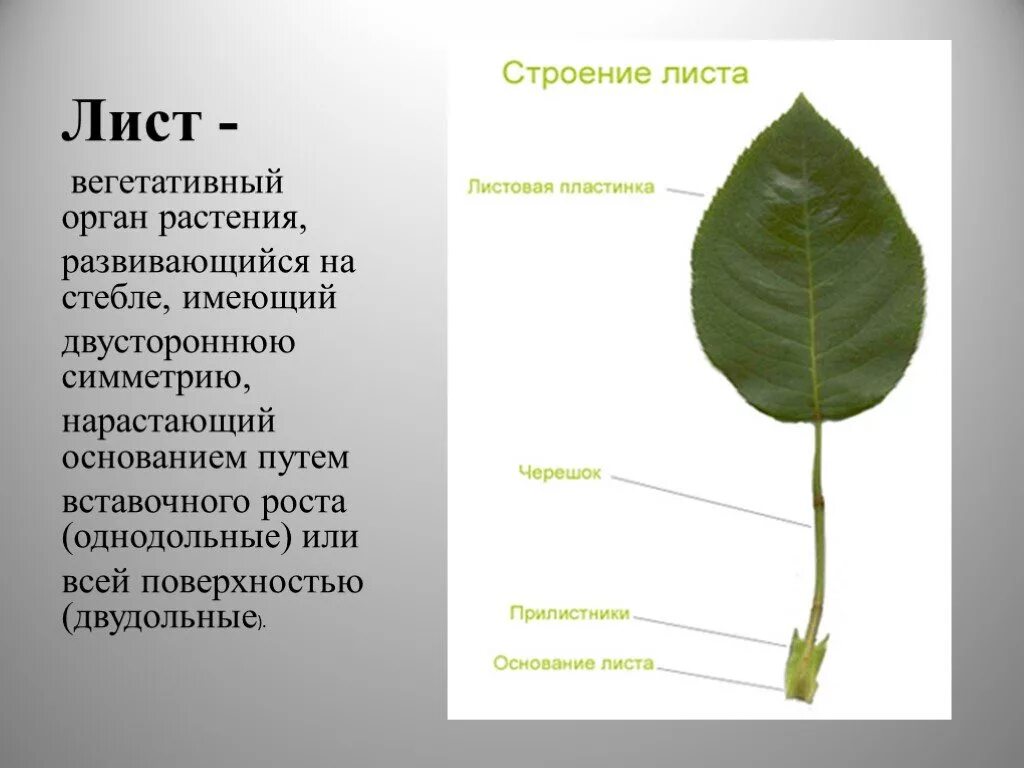 Лист группа органов