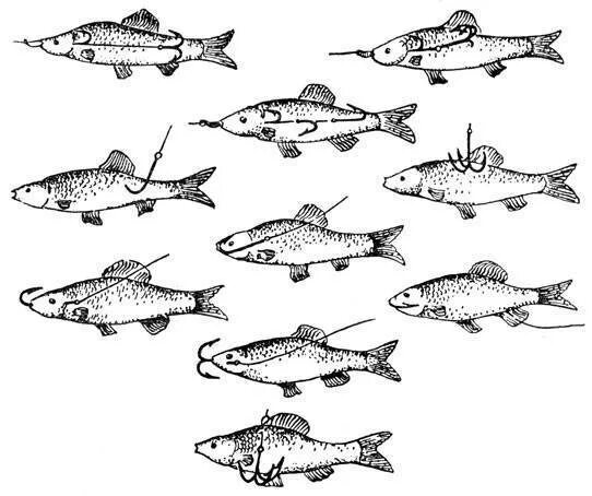 Насадить живца на щуку. Как правильно насаживать живца на крючок. Как правильно насадить живца. Способы насаживания живца. Способы насадки живца на крючок.