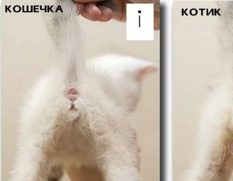 Как определить кот или кошка. Как определить пол котёнк.