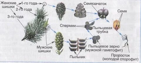 Что развивается в элементах шишки сосны обозначенных