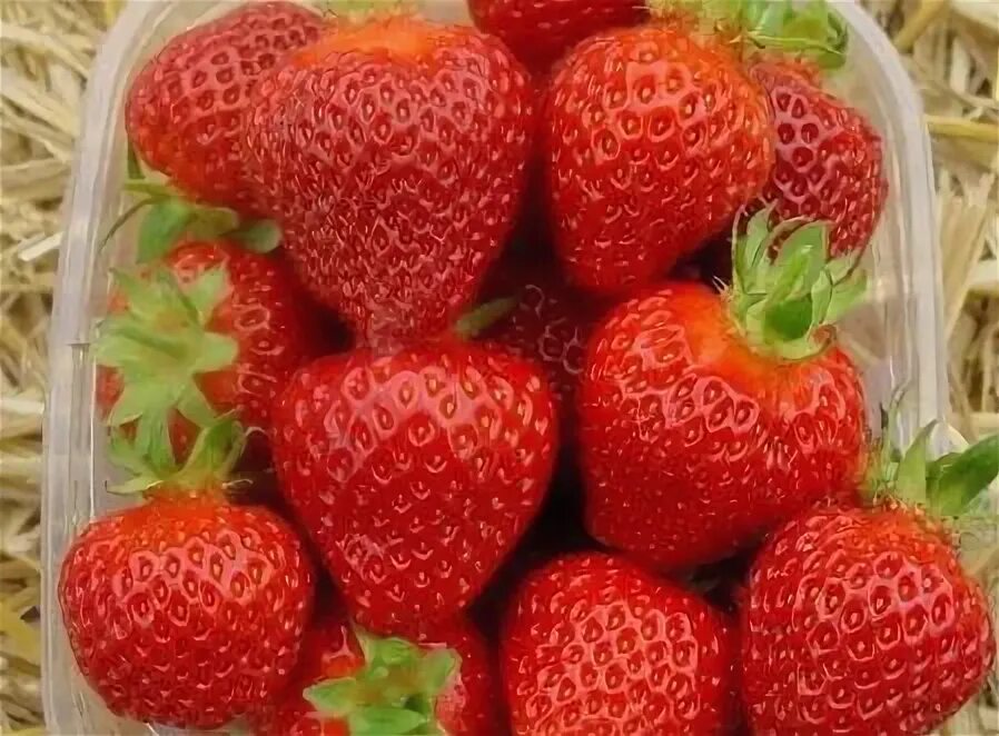 Клубника одна. Клубника мамах. 'strawberry ice'pbr. Сорт клубники мамочка. Клубника и поджелудочная.