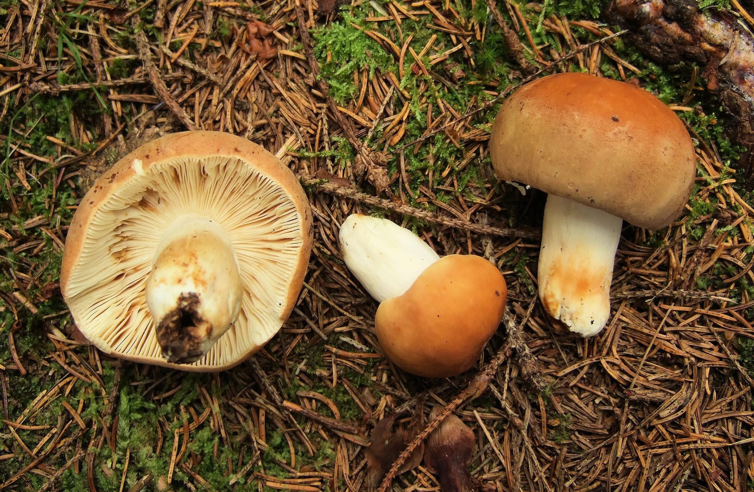 Белый гриб коричневая ножка. Валуй (Russula Foetens). Съедобные пластинчатые грибы Валуй. Сыроежка охристая съедобная. Валуй (гриб).