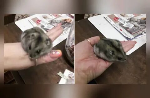 Хомяк откуда деньги