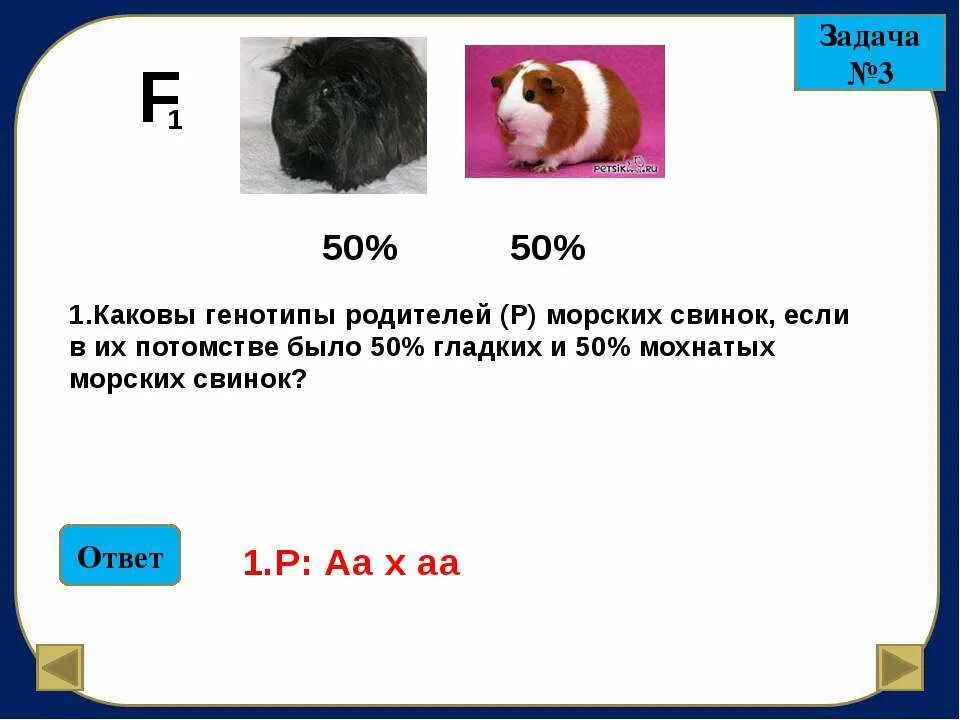 Задания по про морских свинок. Генетика морских свинок. Каковы генотипы родителей. Морские свинки генотип.