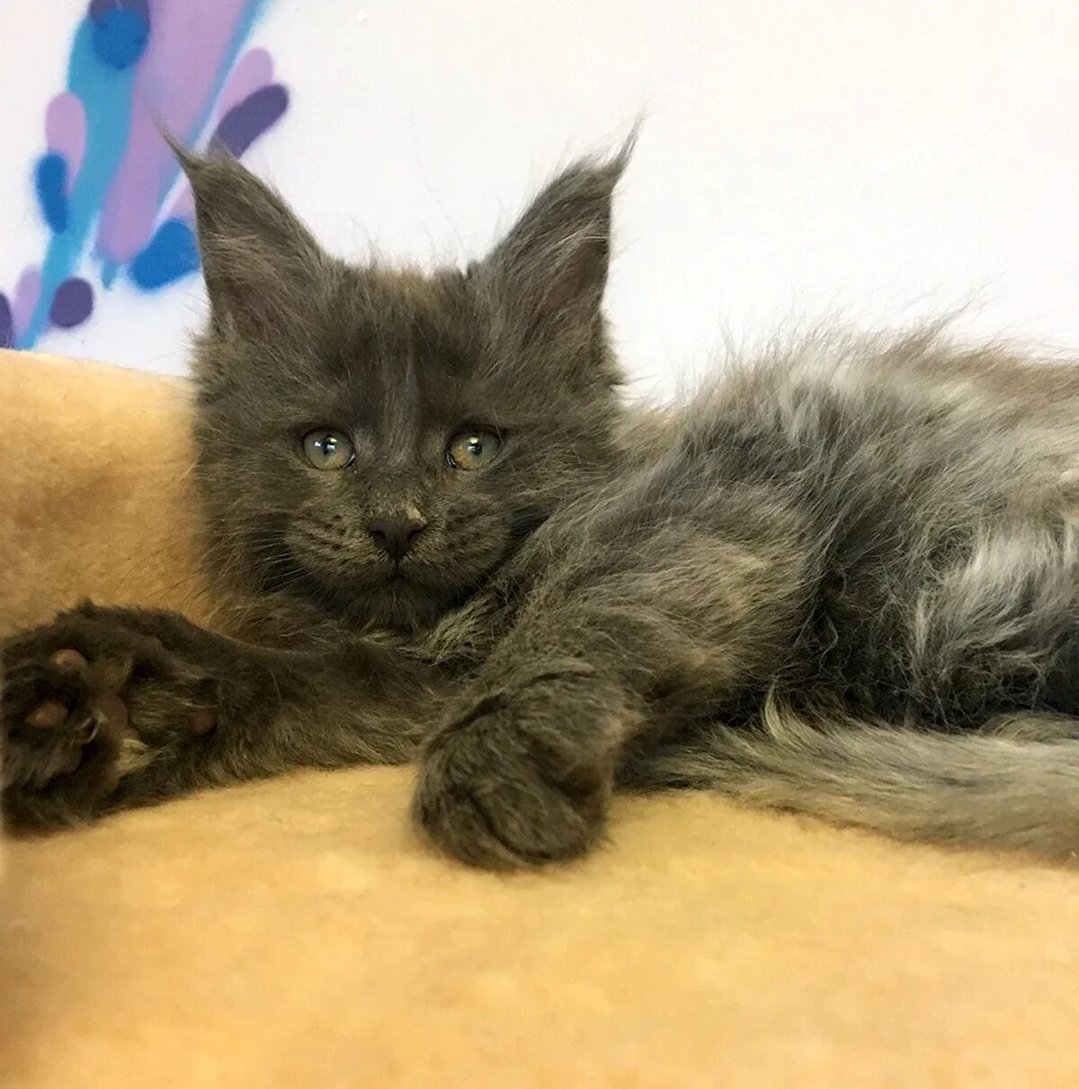 Котята метисы мейн куна. Метис мейн куна. Кот метис мейн куна. Фото помесь мейн кунов. Фото помесь мейн кунов.