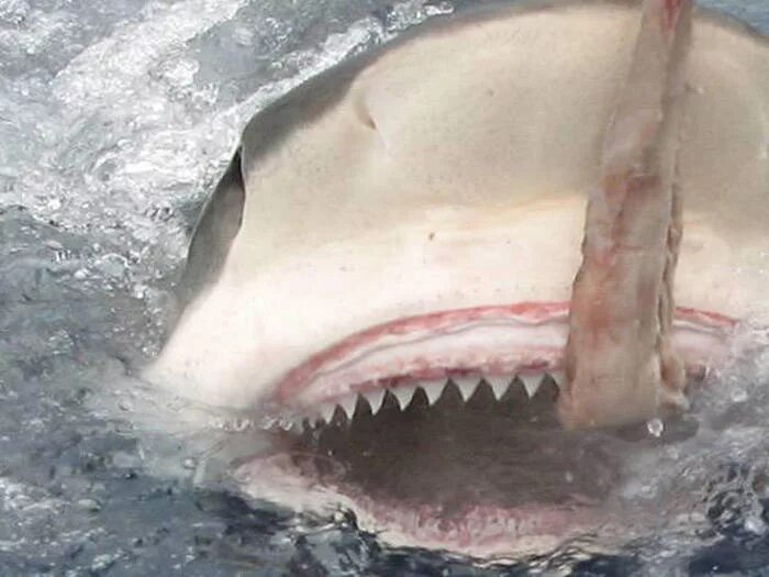 Самые мощные челюсти в мире. Сила сжатия челюстей акулы. Самая сильная челюсть