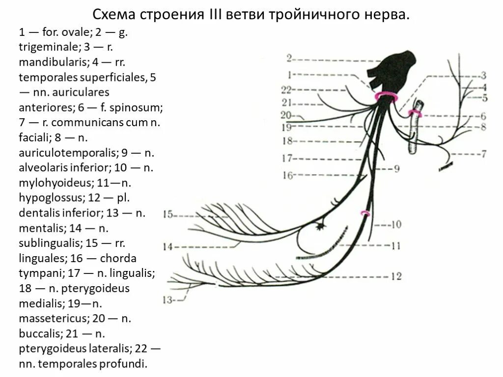 3 Ветвь тройничного нерва схема. Схема третьей ветви тройничного нерва. Тройничный нерв схема 1 ветви. Анатомия 3 ветви тройничного нерва.