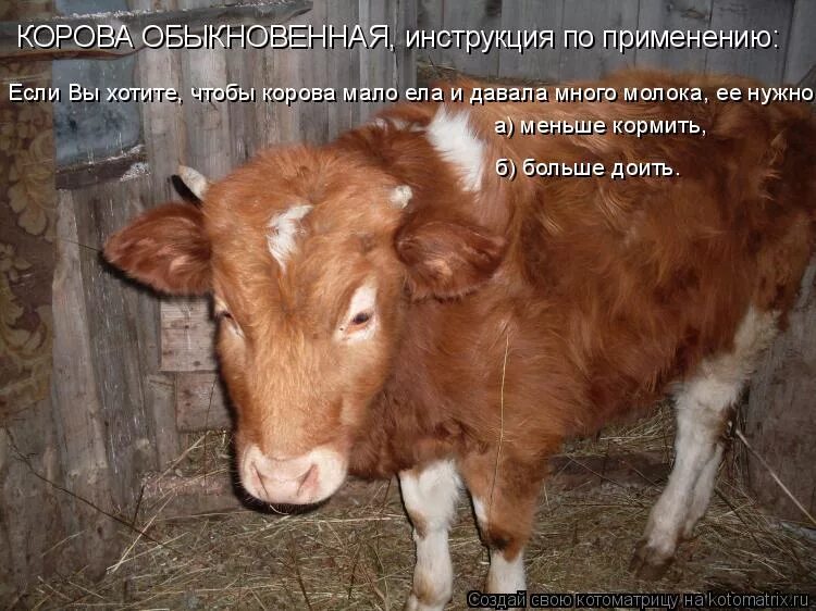Смешные коровы. Корова картинка. Сказала что я корова. Сказала что я корова. Корова жует.