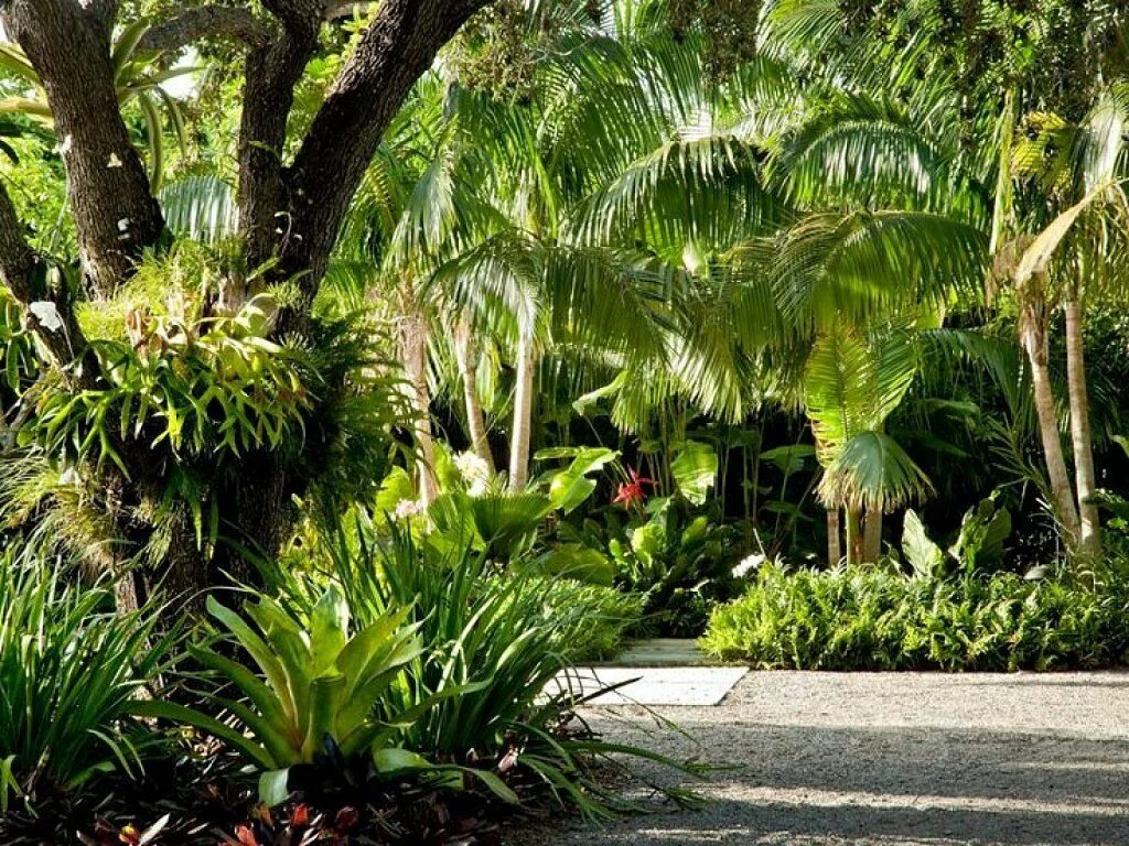 Сад джунгли. Tropical Garden Батуми. Тропический ландшафт. Тропические растения для сада. Флорида джунгли.