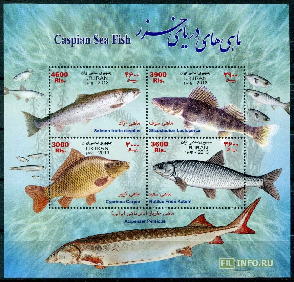 Рыбы Каспийского моря. Промысловые рыбы Каспийского моря. Рыбы которые водятся в Каспии. Породы рыб в Каспийском море.