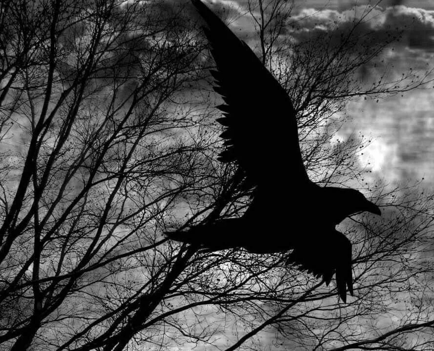 Мир черным стал. Аллан по ворон Бальмонт. Raven Nevermore. Черный ворон.