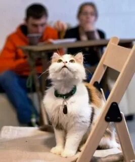 Котокафе самара