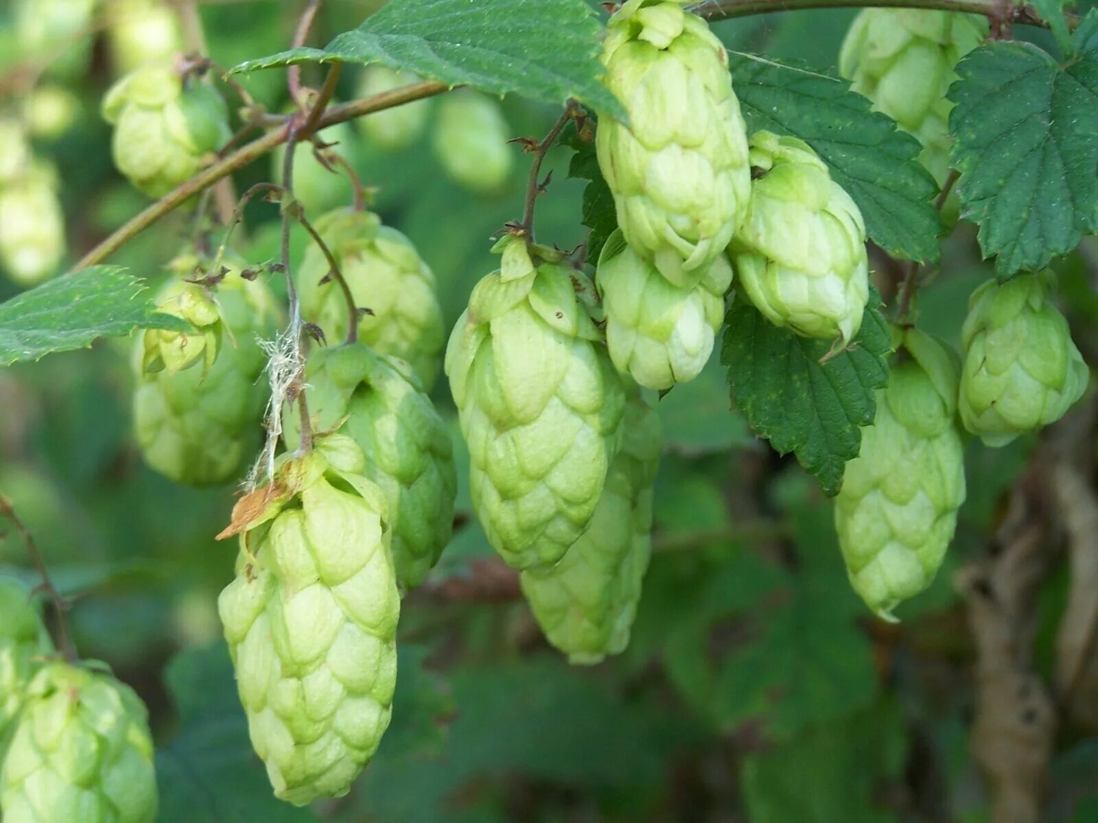 Хмель под горой совхоз. Хмель/humulus. хмель (humulus lupulus):. хмель обыкновенный (humulus lupulus i.).