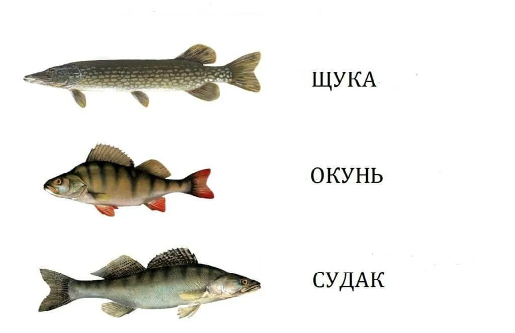 Какие отношения между щукой и окунем. Щука Судак налим окунь. Щука плотва окунь. Карась окунь щука. Шутки про окуня.