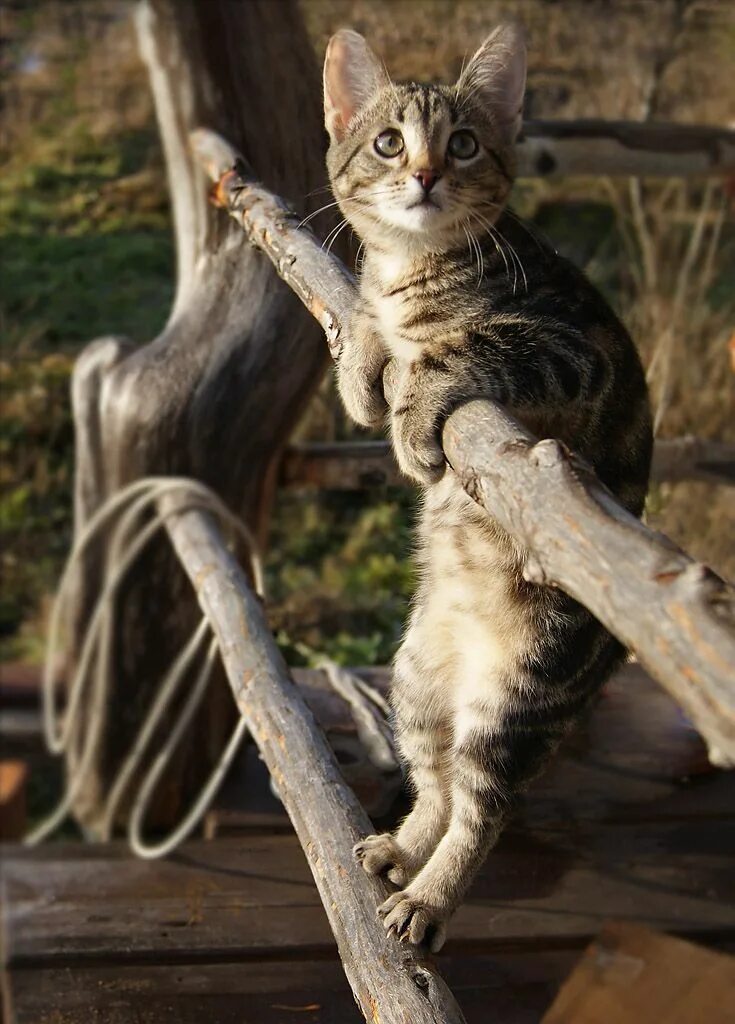 Красивый кот. Самые красивые кошки. Интересные факты о котиках. Котики смешные. Редкие кошки.