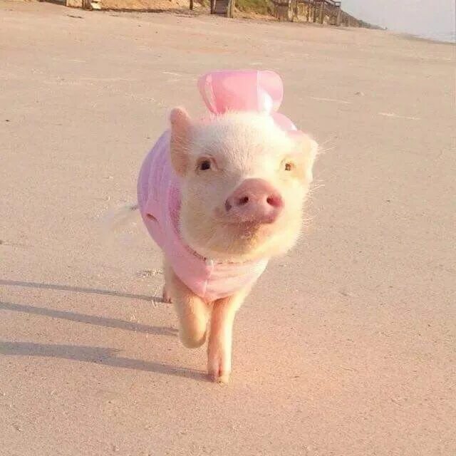 Свинка живая. Поросёнок мини Пиг. Свинки мини Пиги. Свинья розовая. Розовый поросенок.