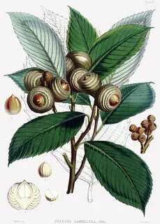 Botany