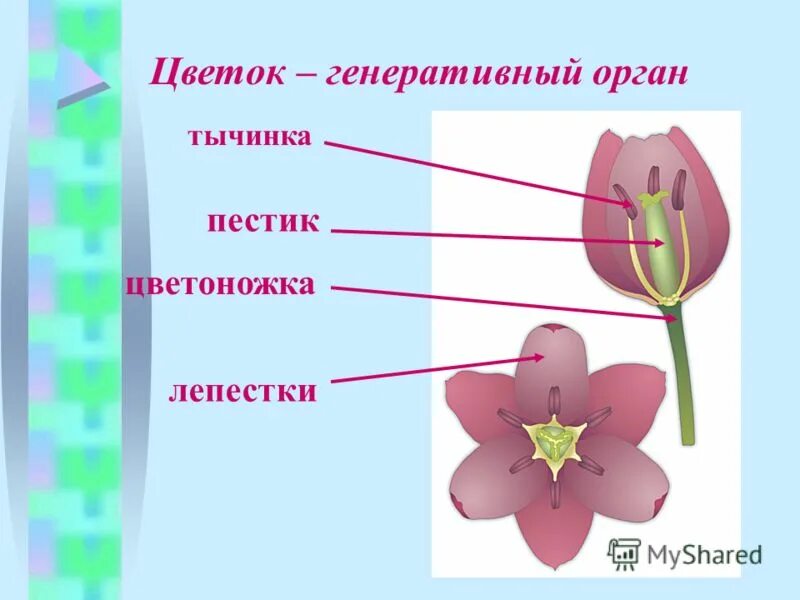 Тема генеративный. Генеративные органы цветка. Пестики и тычинки у цветка. Генеративные органы строение цветка. Строение цветка пестик и тычинка.