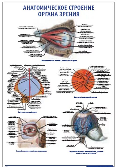 1 орган зрения строение. Орган зрения плакат. Орган зрения анатомия. Орган зрения анатомия строение. Строение глаза.