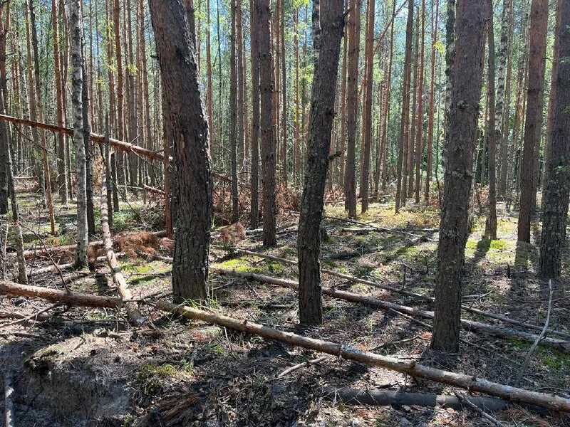 Змиев телеграмм. Пожароопасная обстановка лес семья.