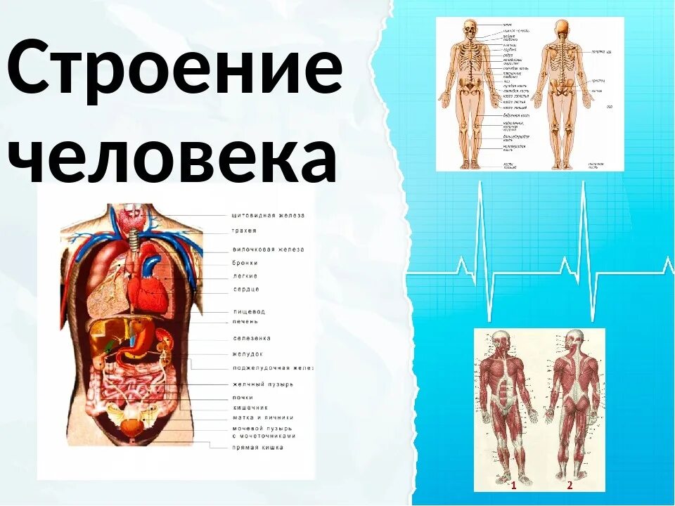 Состав человека органы. Строение органов человека спереди и сзади. Строение человека спереди внутренние. Анатомия человека ВПР 4 класс. Организм человека с описанием.