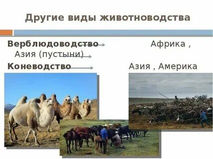 Какой тип животноводства наиболее развит в тундре